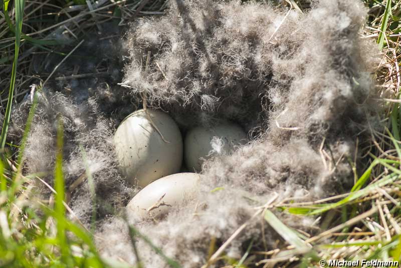 Eiderenten-Nest