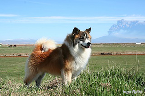 Islandhund in Südisland