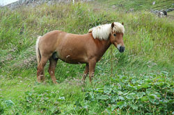 Färöer Pferd