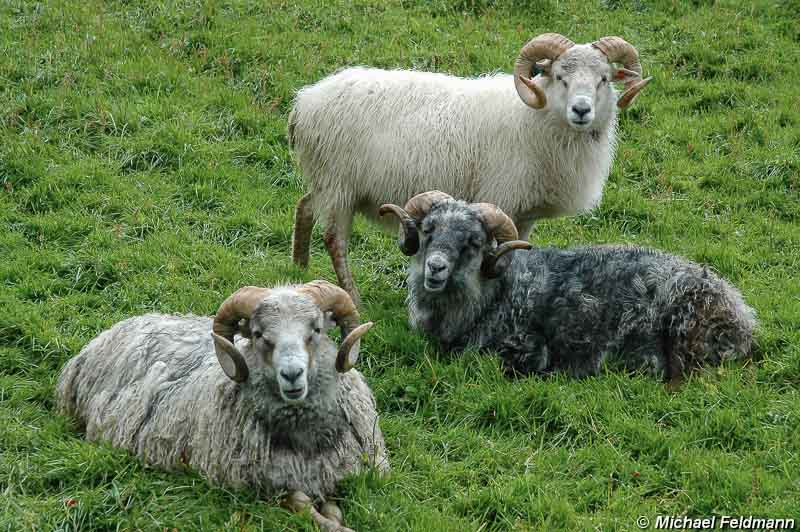 Färöer Schafe
