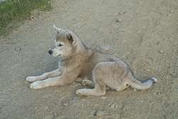 Tasiilaq Schlittenhund-Welpen