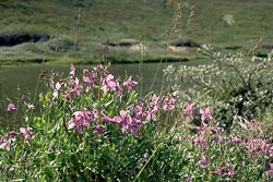 Narsarsuaq Tal der Blumen