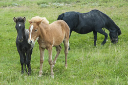Islandpferde-Fohlen in Südisland