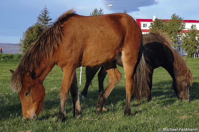 Pferde in Ostisland