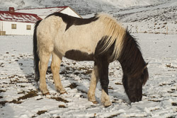 Pferde im Winter in Nordisland