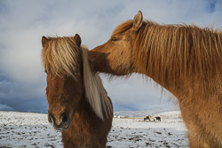 Islandpferde am Eyjafjörður