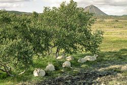 Schafe am Mývatn