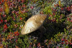 Pilz im Skaftafell-Nationalpark
