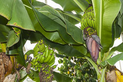 Hveragerði - Bananen im Gewächshaus