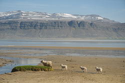 Schafe am Rauðisandur