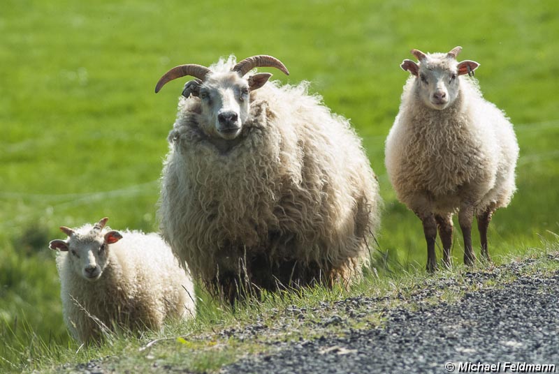Schafe im Hvalfjörður